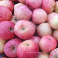 Factory Supply Fresh Red FUJI Apple